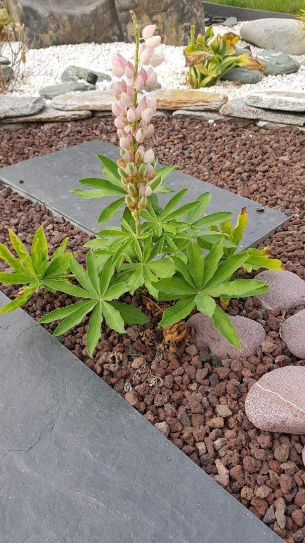 Plantes et graminées Troyes