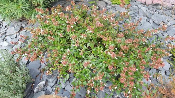 Plantes et graminées Troyes