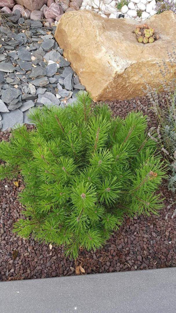 Plantes et graminées Troyes