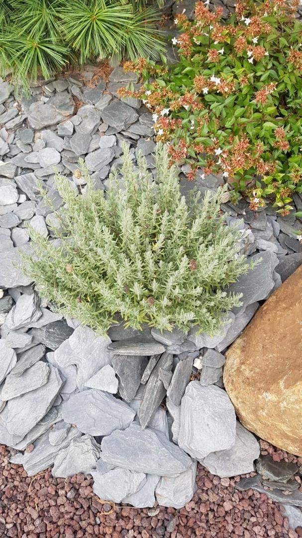 Plantes et graminées Troyes