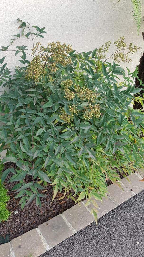 Plantes et graminées Troyes