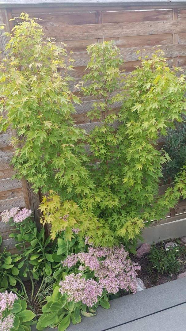 Plantes et graminées Troyes