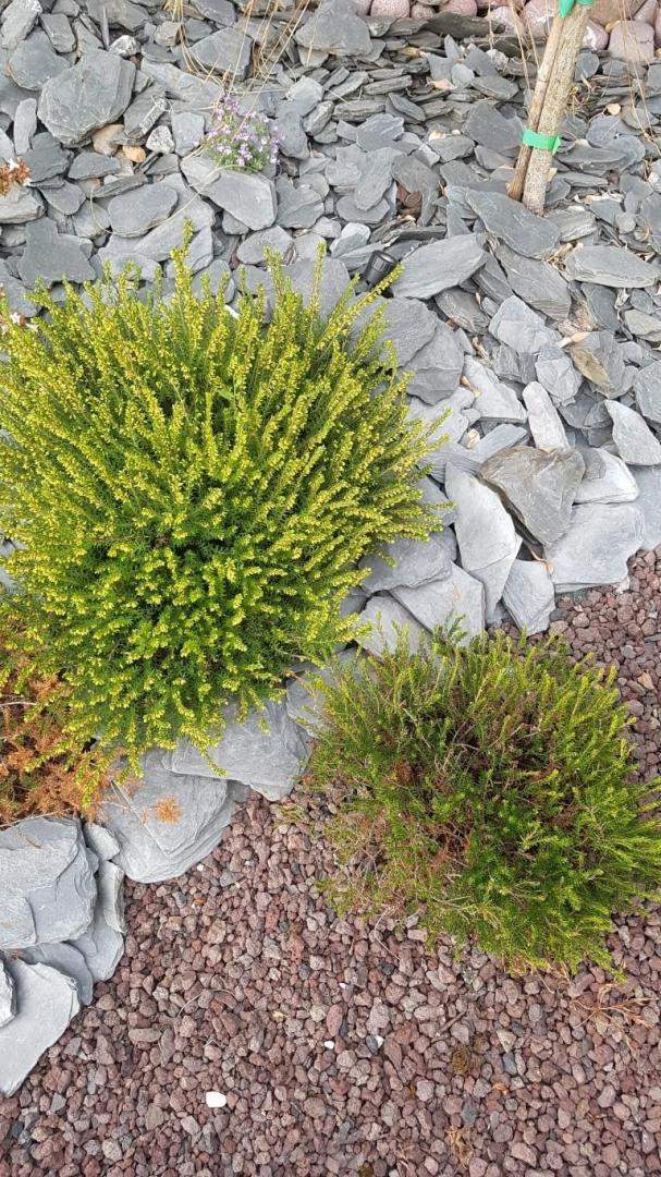 Plantes et graminées Troyes