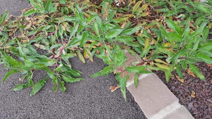 Plantes et graminées Troyes