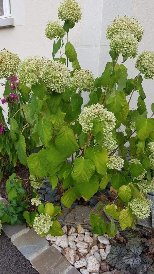 Plantes et graminées Troyes