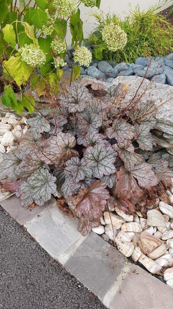 Plantes et graminées Troyes