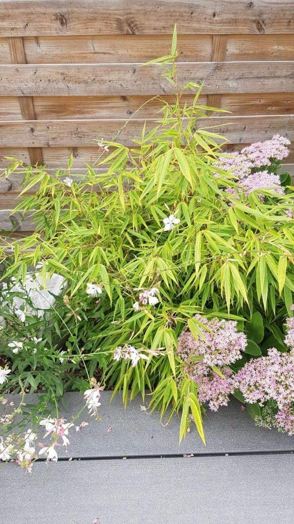 Plantes et graminées Troyes