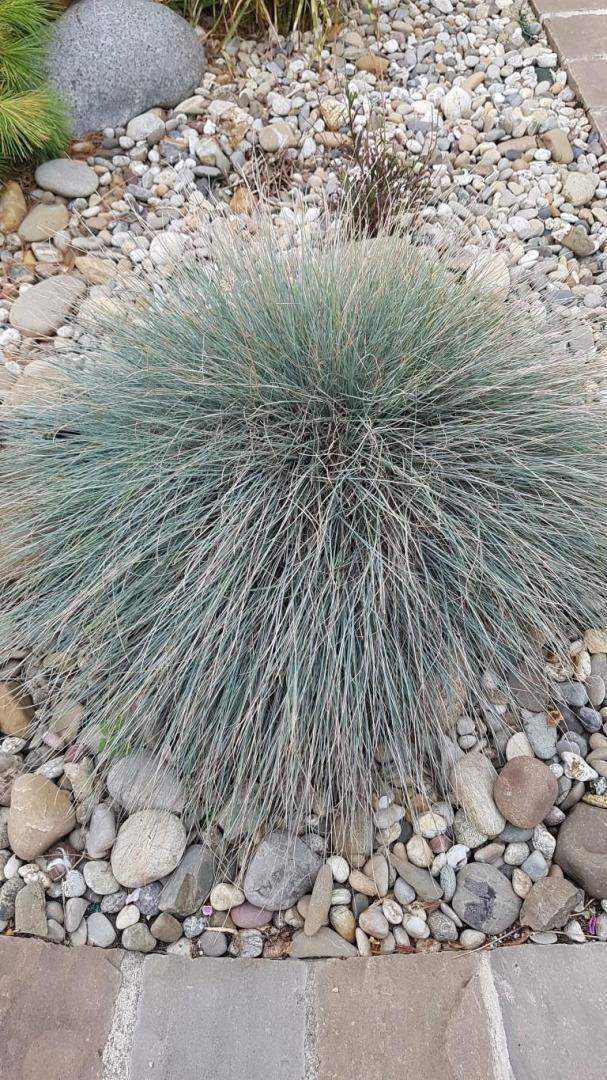 Plantes et graminées Troyes