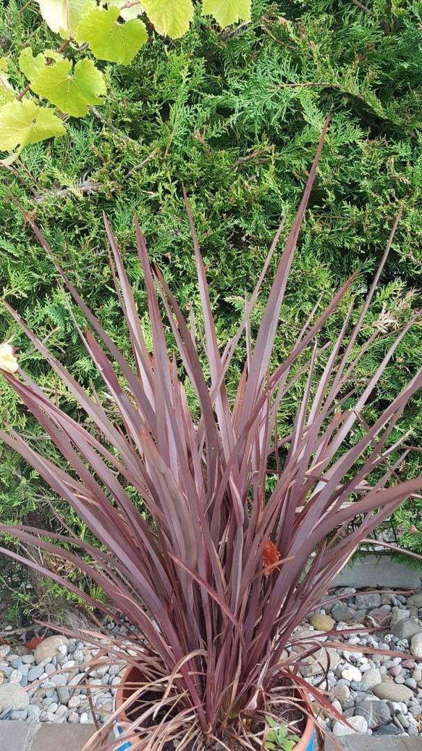 Plantes et graminées Troyes