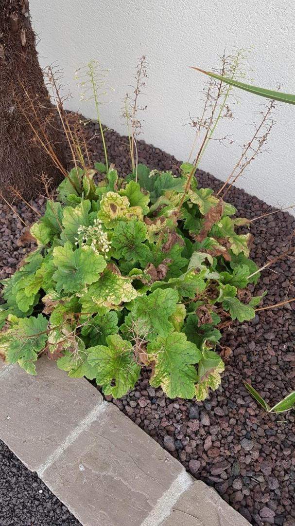 Plantes et graminées Troyes