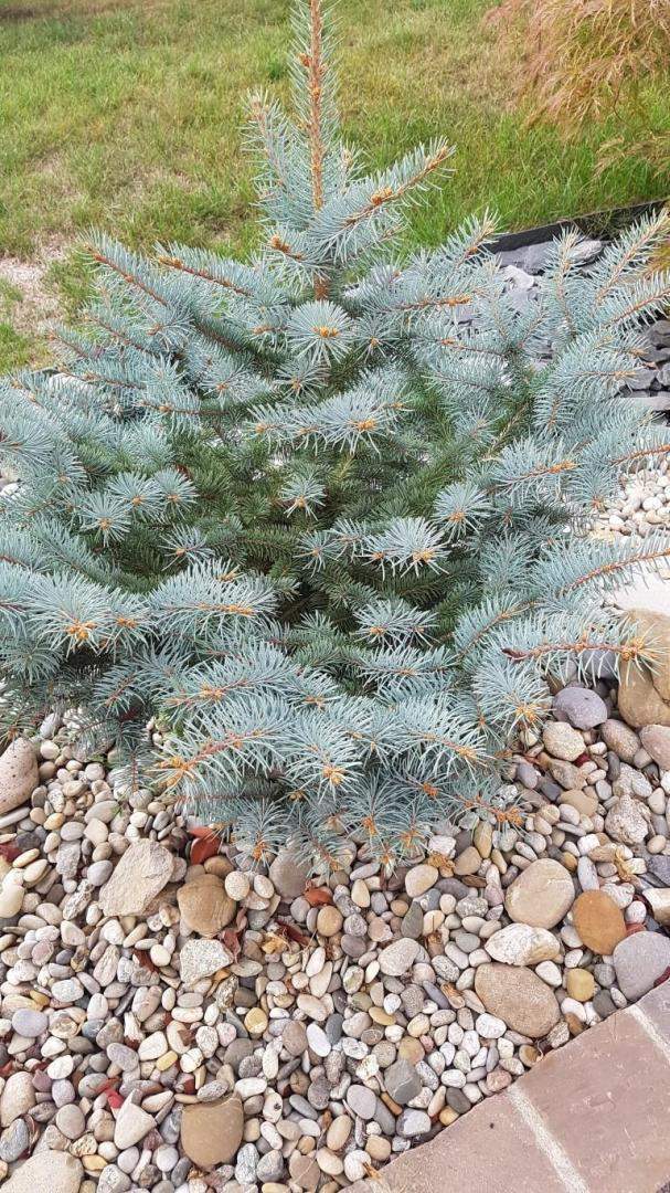 Plantes et graminées Troyes