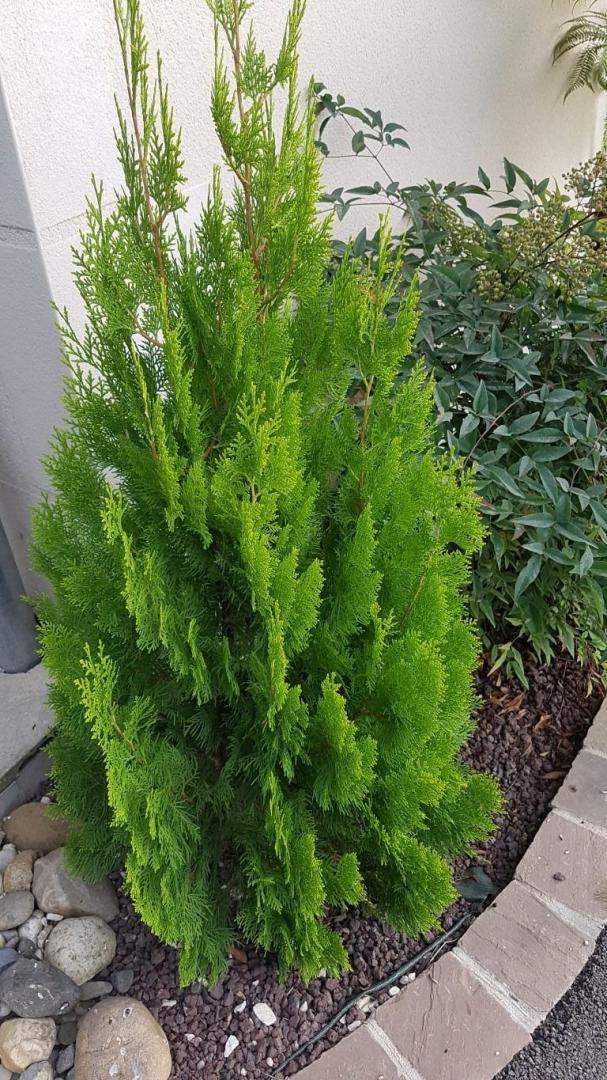 Plantes et graminées Troyes