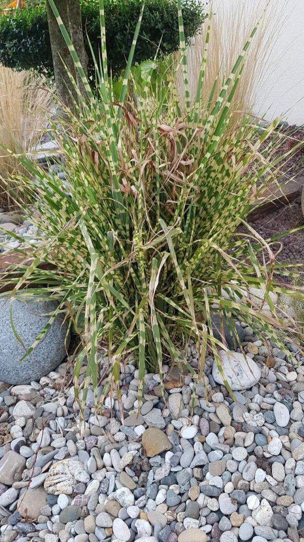 Plantes et graminées Troyes