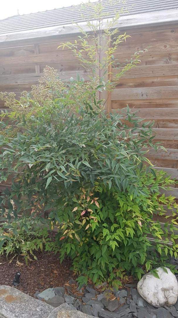 Plantes et graminées Troyes