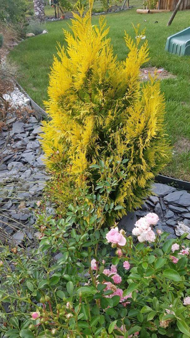 Plantes et graminées Troyes