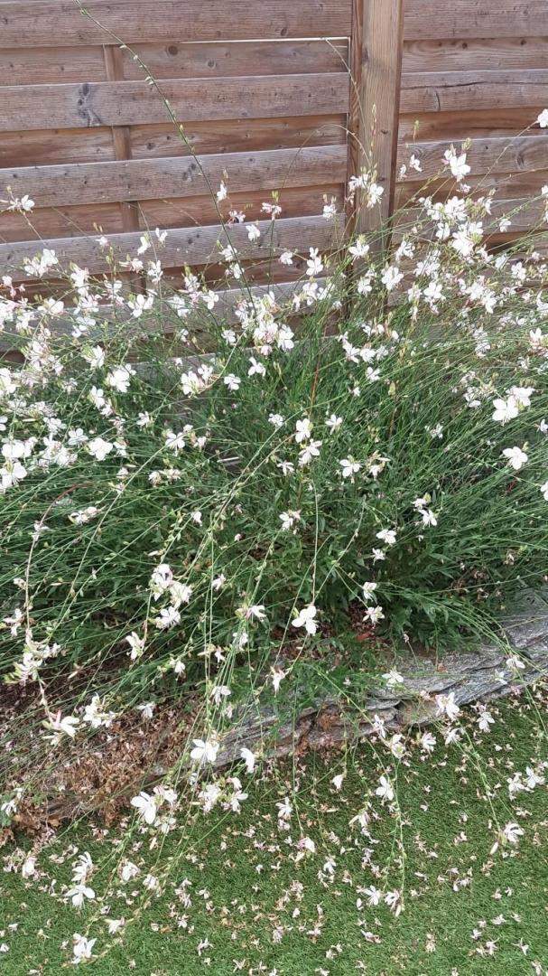 Plantes et graminées Troyes