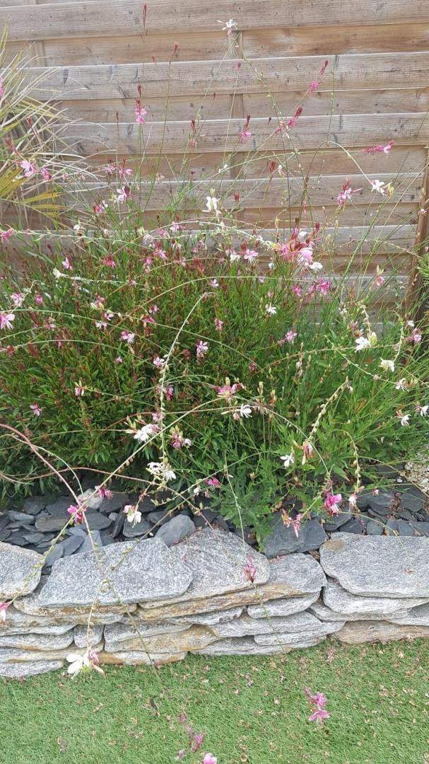 Plantes et graminées Troyes