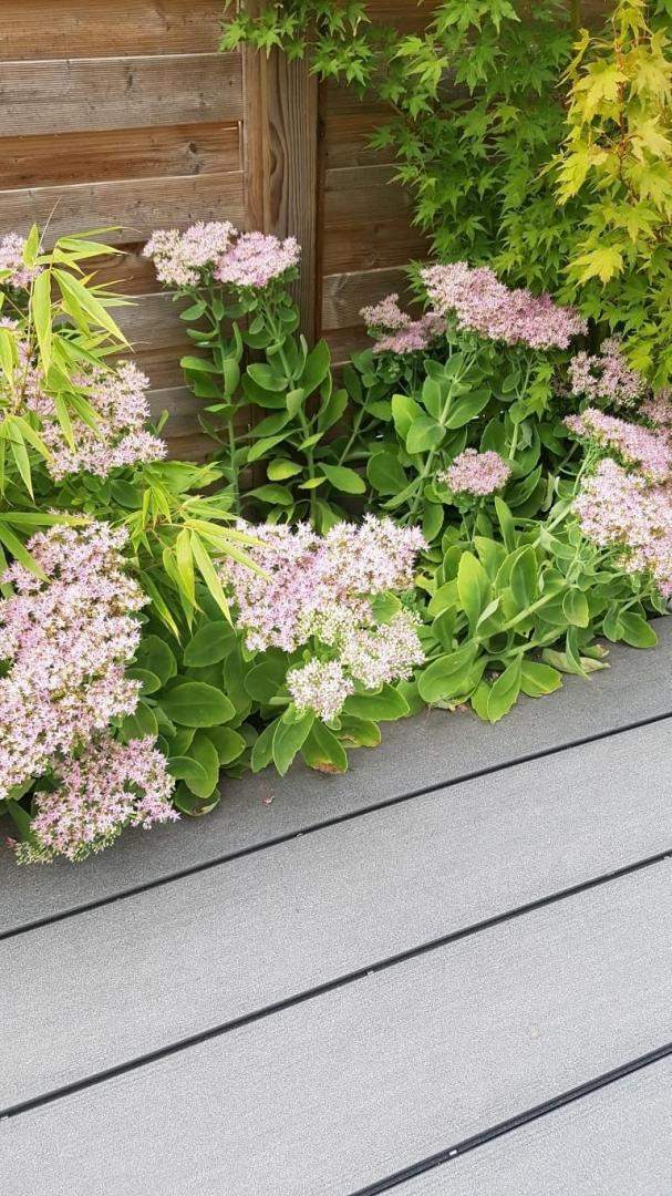 Plantes et graminées Troyes