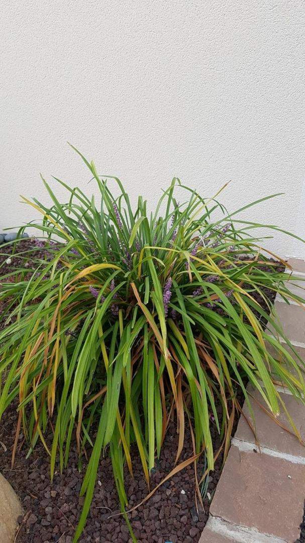 Plantes et graminées Troyes