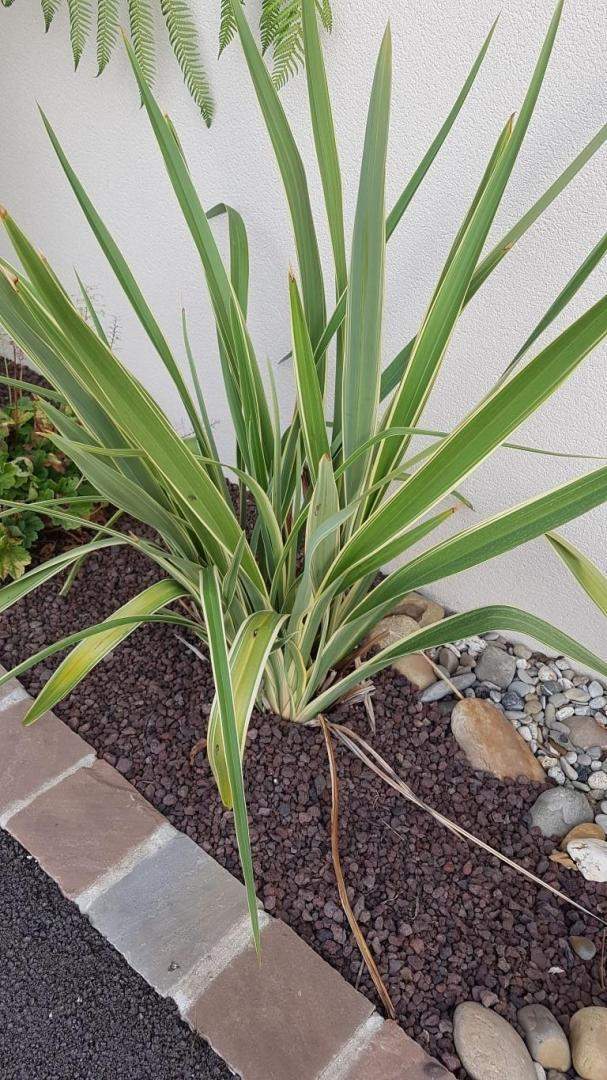 Plantes et graminées Troyes