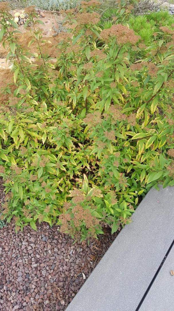 Plantes et graminées Troyes